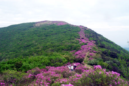 주 능선에 핀 철쭉꽃이 꽃터널을 연상케한다. 